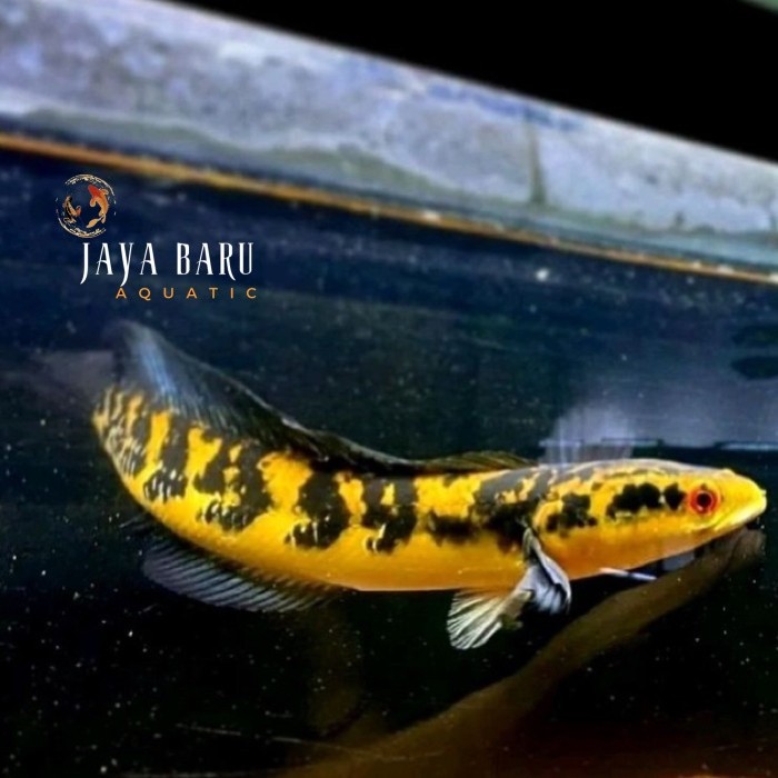 Pemanis aquarium cabung Maru Yellow sentarum/ Maru Ys size 14-17cm channa cana chana hiasan mental s