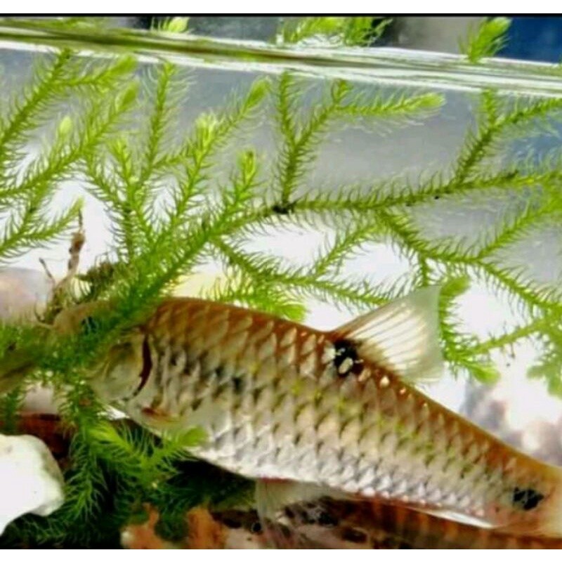 cantik ikan hias wader/benteur setiap pemesanan slalu ada bonusnyah yah ,di jamin hidup selalu ready
