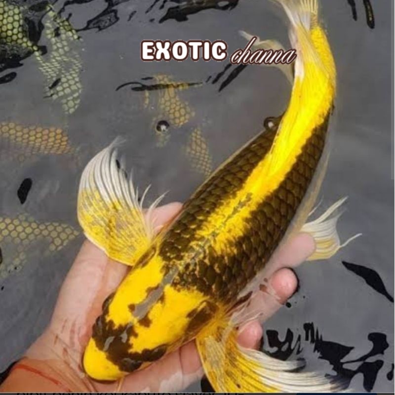 perlengkapan kolam Ikan Koi Kabuto Golden slayer 15-17 cm hiasan kolam aquarium tankmate hias Black 