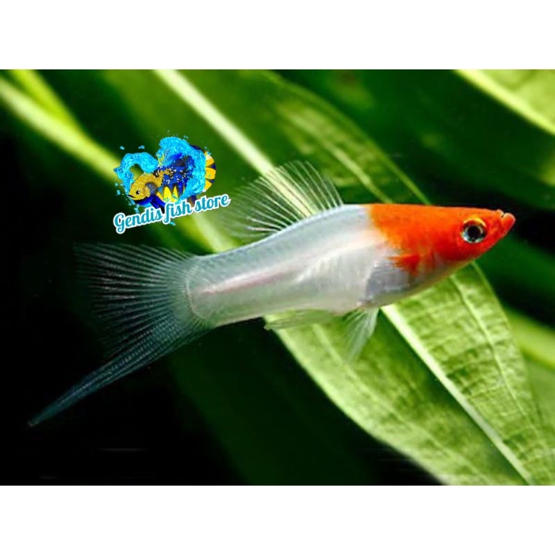 PROMO  kebutuhan aquarium Platy Kohaku | Perlengkapan aquarium platy kohaku murah