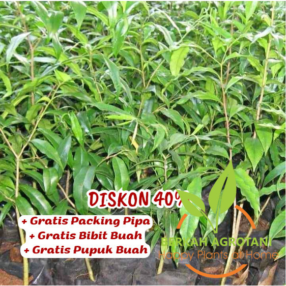 Bibit / Pohon Kayu Gaharu Kualitas Super UNGGULAN