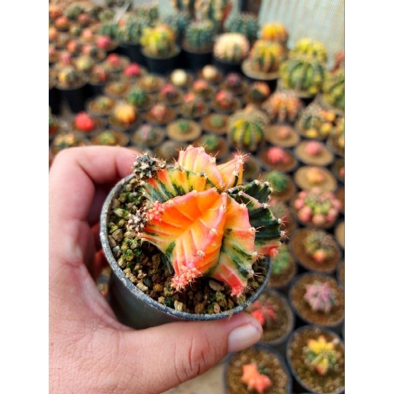 TR52WV gymnoclycium miha var seedling| gymno var | kaktus gymno varigata