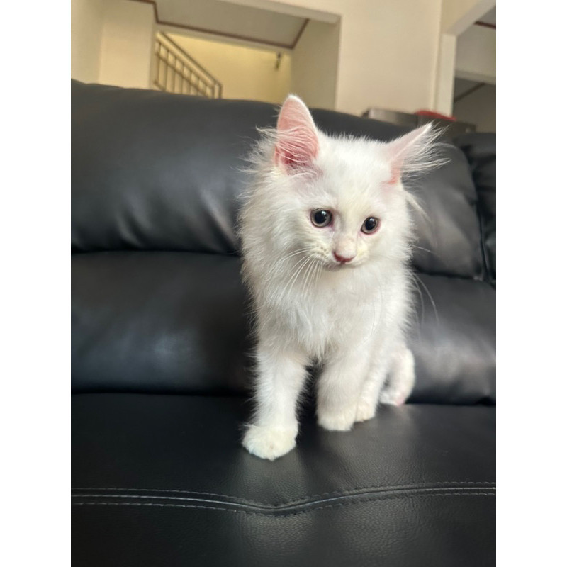 kucing kitten persia mix mainecoon white solid
