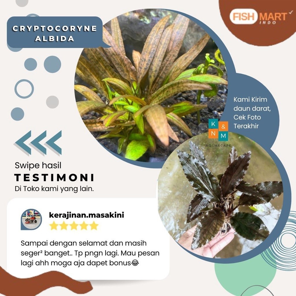 Cripto Cryptocoryne Albida  Tanaman Tumbuhan Aquascape Aquarium Akuarium Tanpa Low Co2 Chana Channa 