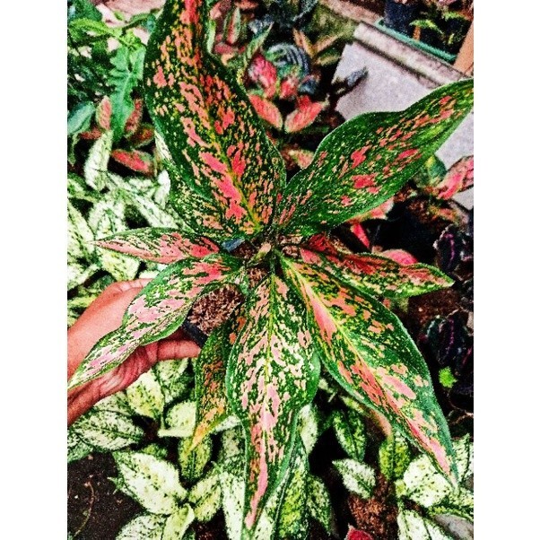 aglonema Tanaman Hias Aglonema Ruby Garuda Batik Hidup murah