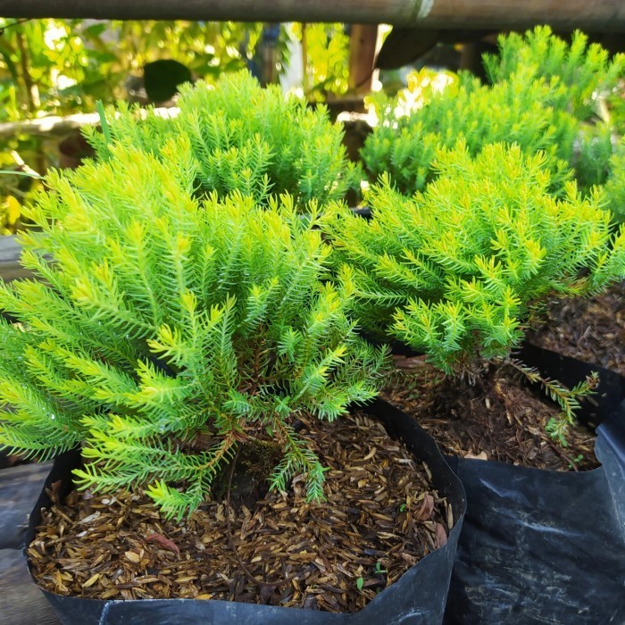 Bibit Pohon Cemara Golden-Bibit Tanaman Cemara Mas China-Cemara Golden