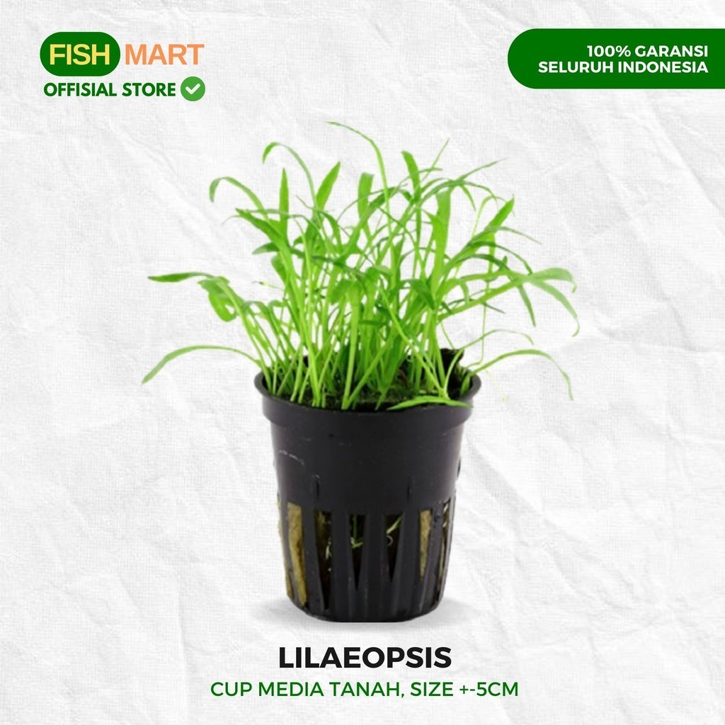 Tanaman Karpet carpet Lilaeopsis Liliopsis Lila Cup Aquascape Aquarium Tanpa Low Co2 Aquarium Akuari