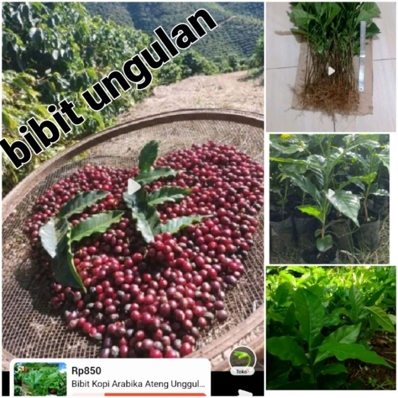 Bibit kopi arabika bibit unggul super