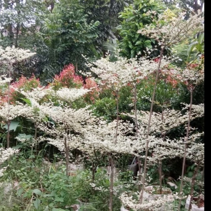 Pohon Ketapang Kencana Varigata 1 meter