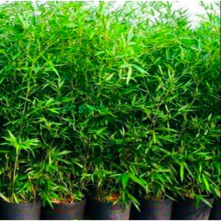 Bibit bambu china- bambu pagar-bambu hias taman-bambu penyaring udara