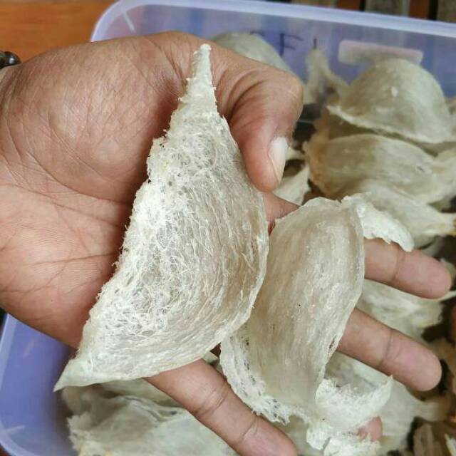 

SARANG WALET CABUT KERING 50GRAM - Anugrah Megah