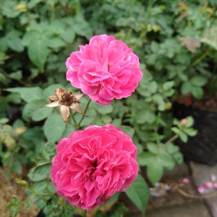 tanaman mawar kampung wangi