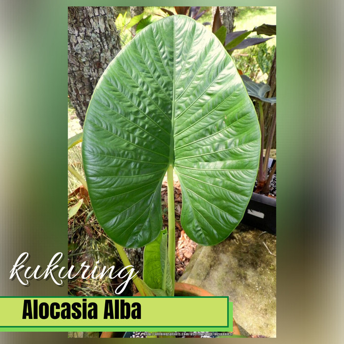 Stok ready Bibit tanaman alocasia alba keladi hijau besar daun berserat - Bonggol Silahkan di order 