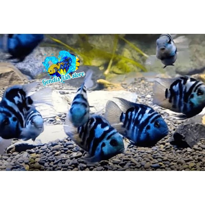 BIGSALE  Ikan Hias Blue Polar Parrot murmer bergaransi