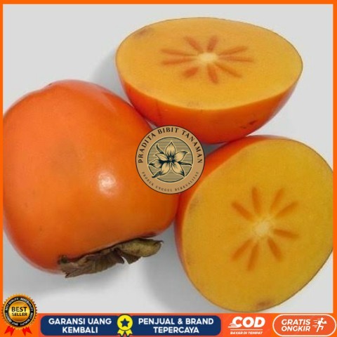 Bibit Buah Kesemek Persimon Import New Zealand, Kesemek Okulasi Unggul Bibit Tanaman Super Unggul PR