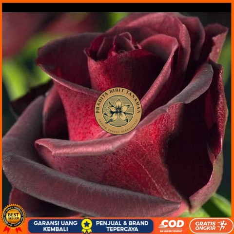 TANAMAN HIAS BUNGA MAWAR HITAM ASLI/ BLACKROSE SUDAH BERBUNGA Bibit Tanaman Super Unggul PRADITA BIB