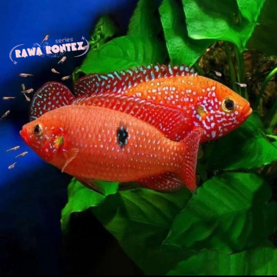 hiasan akuarium Ikan Hias Cichlid Red Jewel 6-8 cm Ikan Air Tawar Aquarium Aquascape TERMURAH