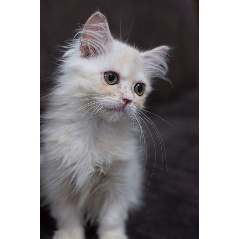 kucing persia kitten