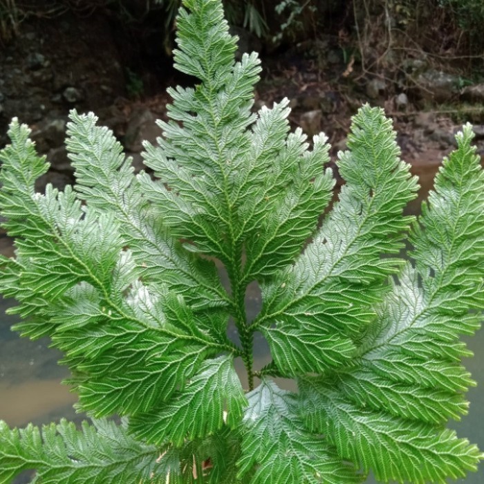 COD - pakis hutan langka unik Terlaris ready.