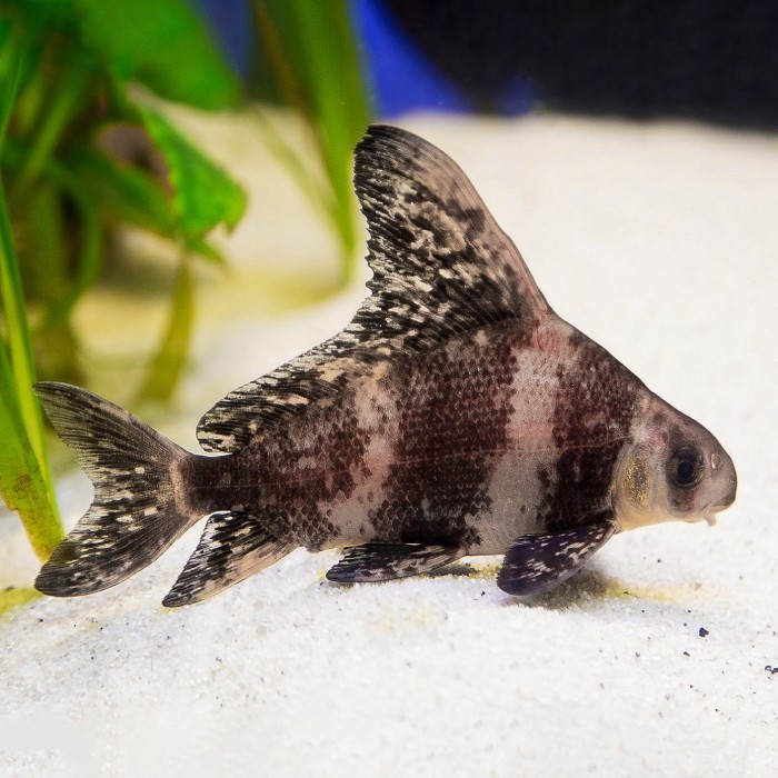 Chinese High Fin / CHF