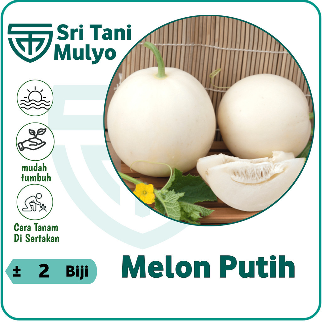 2 BIJI - BENIH MELON PUTIH HONEYDEW BIBIT MELON MADU IMPORT
