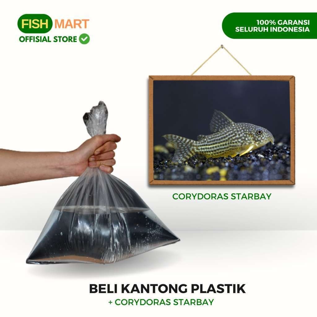 Ikan Ornamen Hias Corydoras Starbai Air Tawar Aquarium Aquascape Akuarium