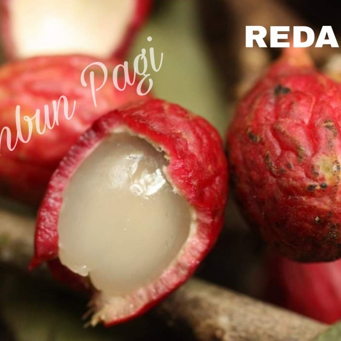 Bibit Buah Redan Atau Ridan Buah sangat langka Asli Kalimantan