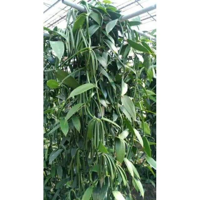 Bibit vanili 1 ruas cut vanilla paneli vaneli vania kualitas unggul