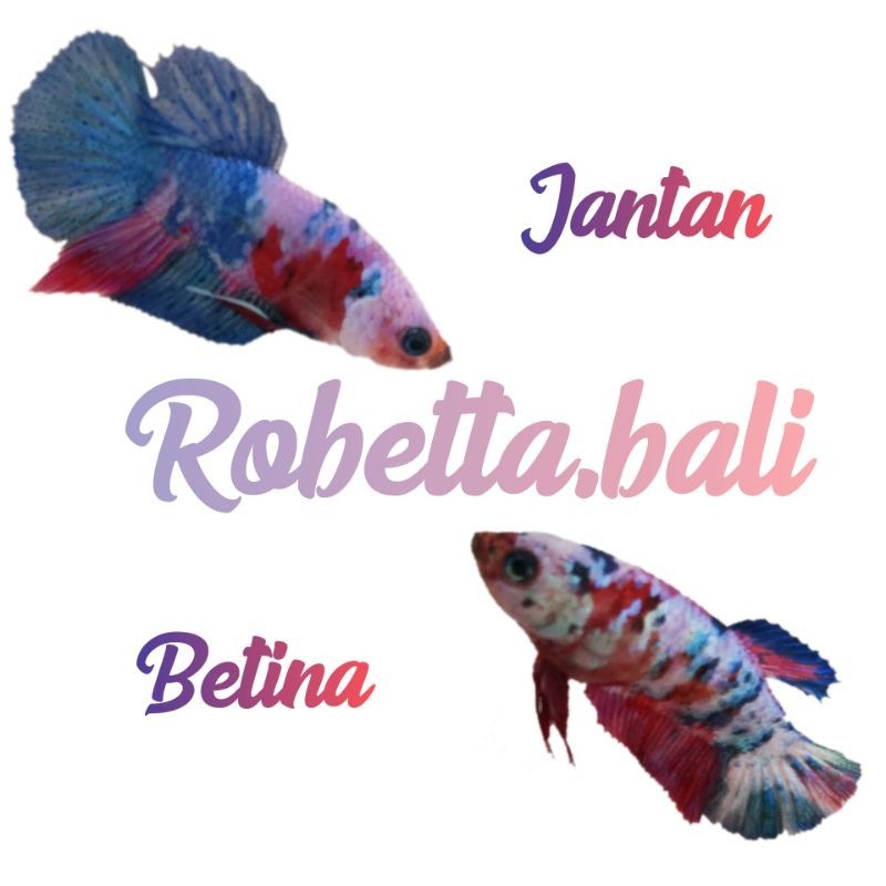 Sepasang Indukan  Koi Multi Galaxy Siap Breed