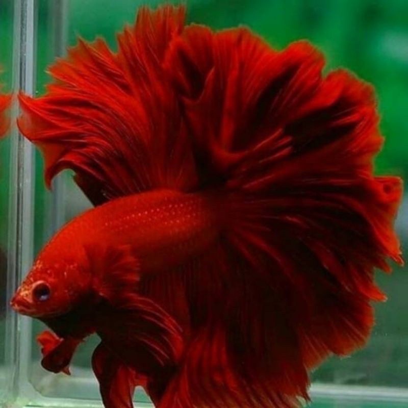 betta   halfmoon rosetail sepasang KUALITAS KONTES
