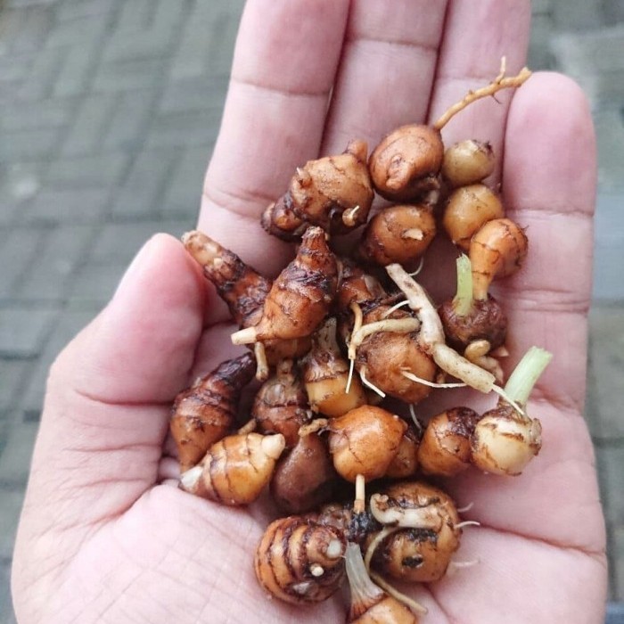 

Umbi Kunyit Merah Segar