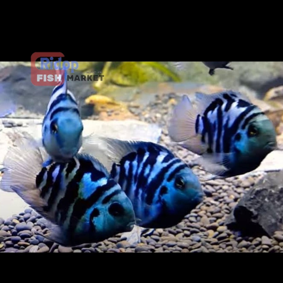 Kebutuhan aquarium ikan hias blue polar PAKET ISI 10 parrot aquascape / ikan bluepolar parot termura