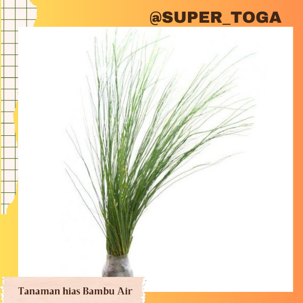 BAMBU AIR bibit tanaman hias bambu air bibit bambu air bibit bambu jepang pohon bambu air