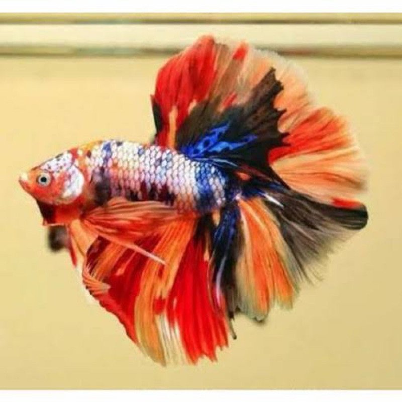 PAKAN+ bettafish halfmoon nemo multi rosetail ekor lebar