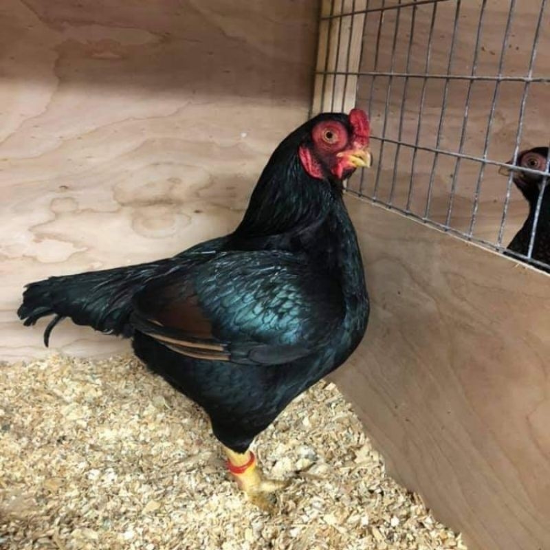 

TELUR AYAM HIAS BANTAM CORNISH UNTUK DI TETASKAN