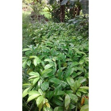 

silahkan Bisa COD Bibit benih tanaman sirsak 35cm obat herbal daun sirsak Terlaris