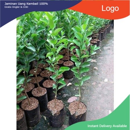 BIBIT JERUK NIPIS - BIBIT JERUK NIPIS OKULASI - TANAMAN JERUK NIPIS - BIBIT POHON JERUK NIPIS