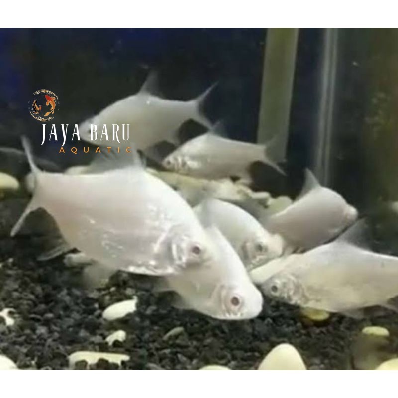 Kebutuhan akuarium Kaviat platinum mata merah slayer hijau bangkok albino GARANSI DOA tankmate berku
