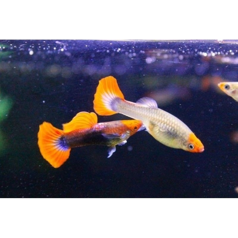 SEPASANG guppy tuxedo koi bagus