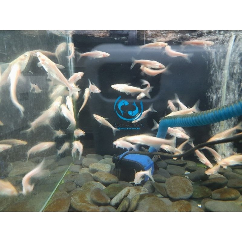 Ikan Patin Albino 7cm