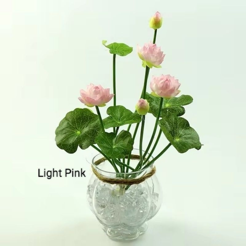 Biji Teratai Lotus Bibit Teratai Bibit Lotus Benih Lotus 100 biji