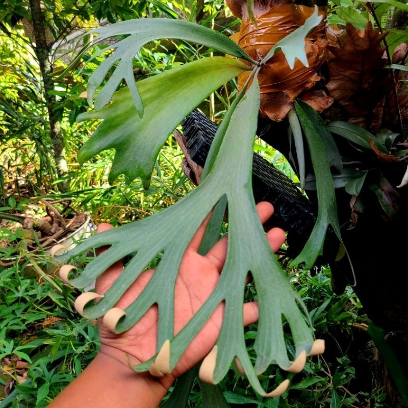 platycerium willinckii roll - Anugrah Megah