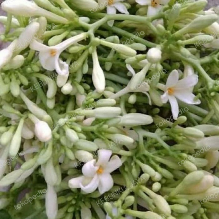 

Bunga Pepaya Jantan Segar Obat Herbal 100 Gram