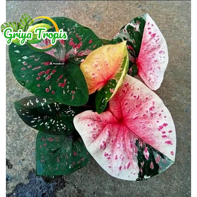 CALADIUM RATTANA RUNGROCH - Keladi Hias New Hybrid Thai Series