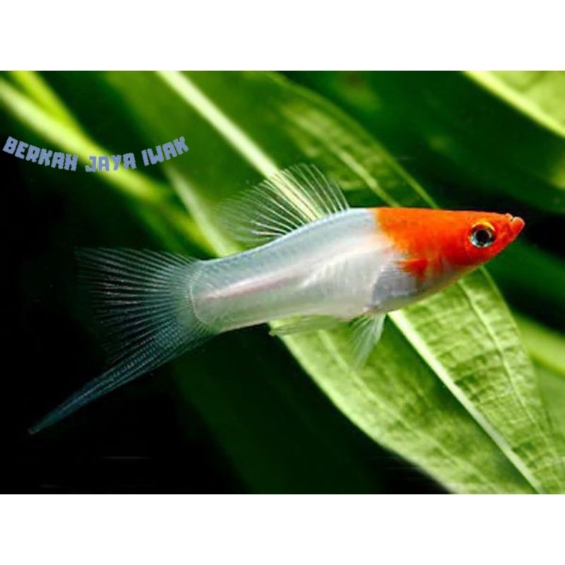 SUPER PROMO  kebutuhan akuarium Platy Kohaku | Perlengkapan aquarium platy kohaku viral