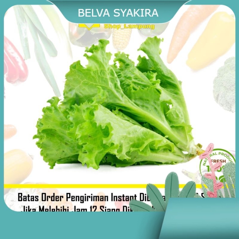 

Selada Segar Segar - Sayur Fresh