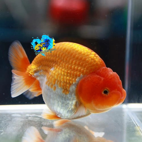 Perlengkapan aquarium BELI 5 BONUS 1 - ikan mas 9-11 cm koki ranchu rw / ranchu quality / ikan mas k