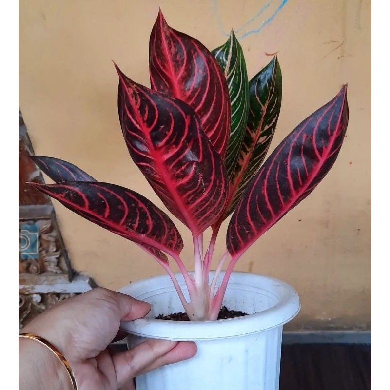 ( GRATIS ONGKIR ) Aglonema Pride Of Sumatra (Tanaman hias aglaonema Red Sumatra) - tanaman hias hidup - bunga hidup - bunga aglonema - aglaonema merah - aglonema merah - aglaonema murah - aglaonema murah