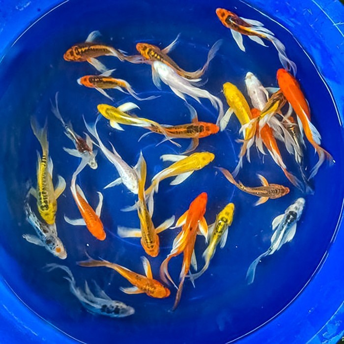 Koi Metalic Slayer / Kumpay / Butterfly Koi