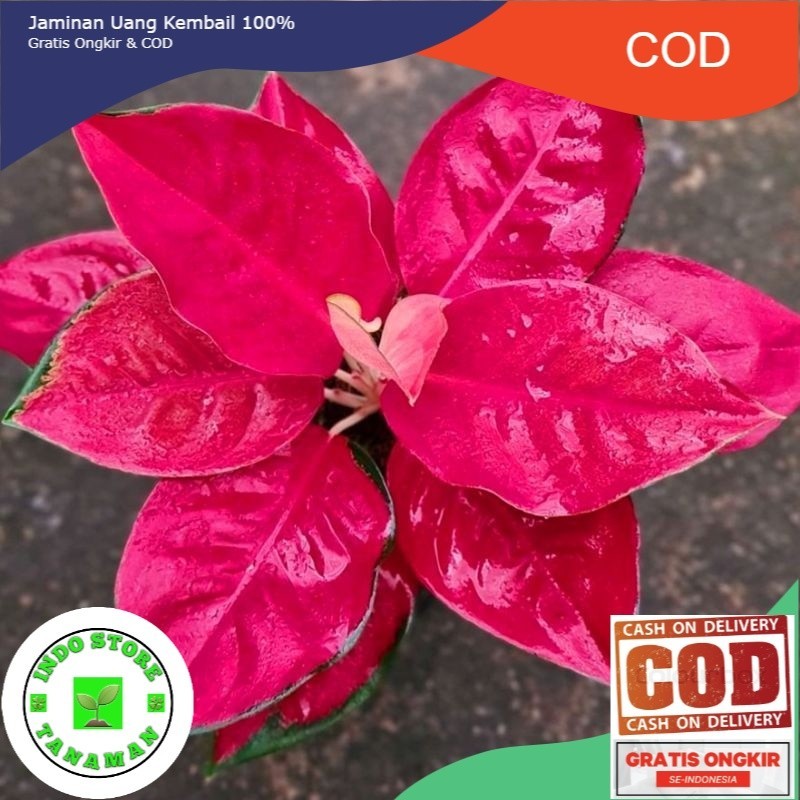 BIBIT TANAMAN HIAS AGLONEMA SUKSOM JAIPONG/ANAKAN AGLONEMA SUKSOM
